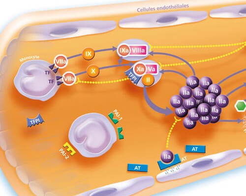 Dessin de schémas scientifiques didactitiels