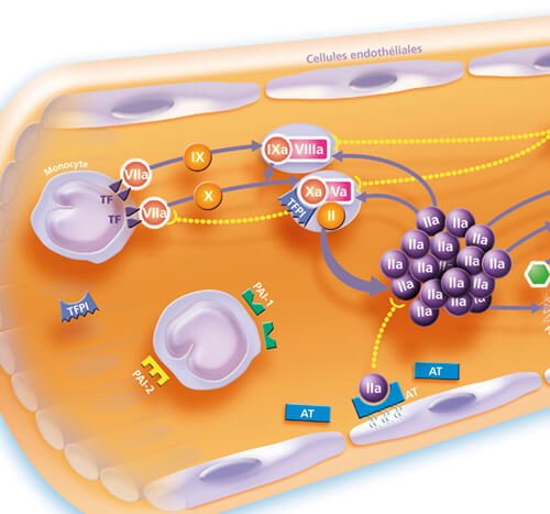 Dessin de schémas scientifiques didactitiels