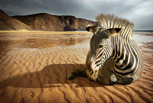 Beach Zebra